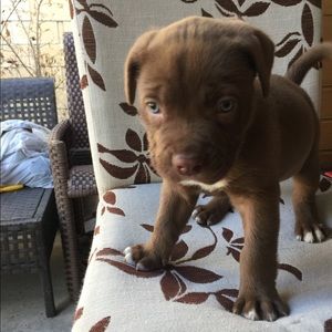 Meet your Posher, David